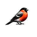 MARQIVE